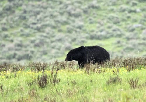 bears natrona county