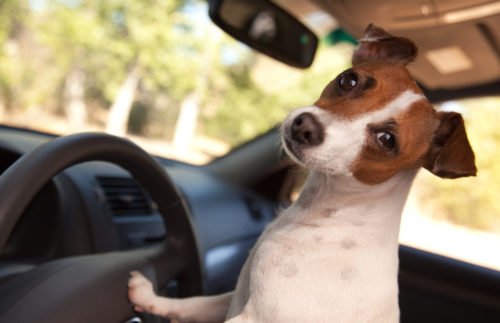 terrier dog driving