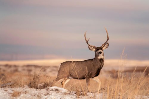 wyoming wildlife plates wy wildlife