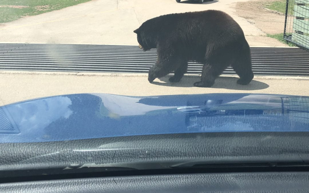 bear vs rav4