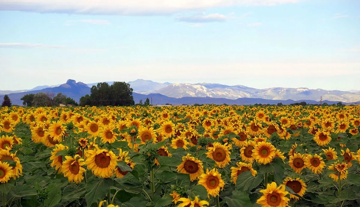 powell wyoming sunflower field