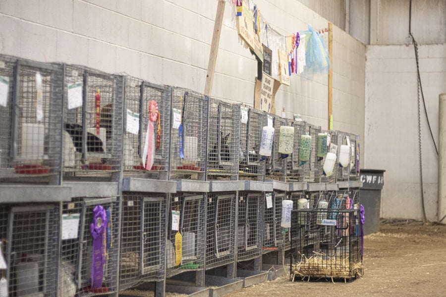 Natrona County Jnr Livestock Auction