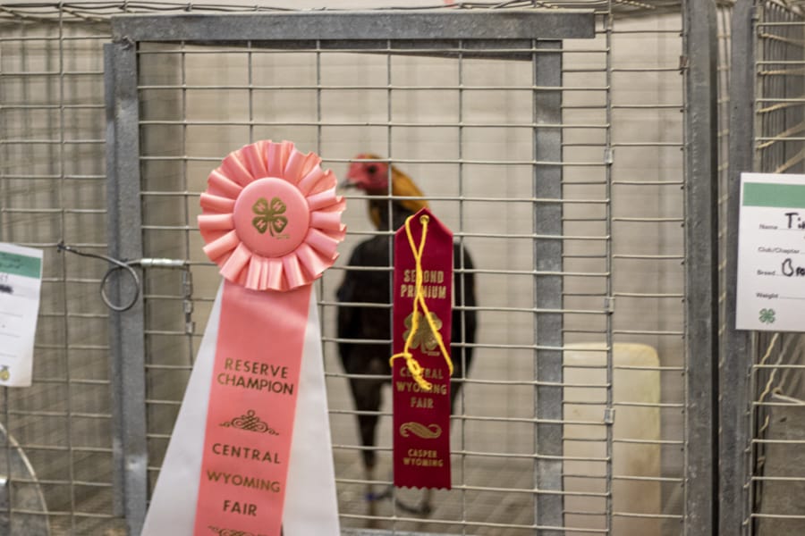 Natrona County Jnr Livestock Auction