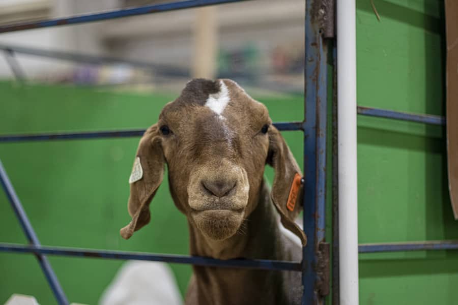 Natrona County Jnr Livestock Auction